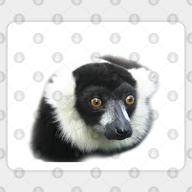 Lemur Sticker by flashcompact